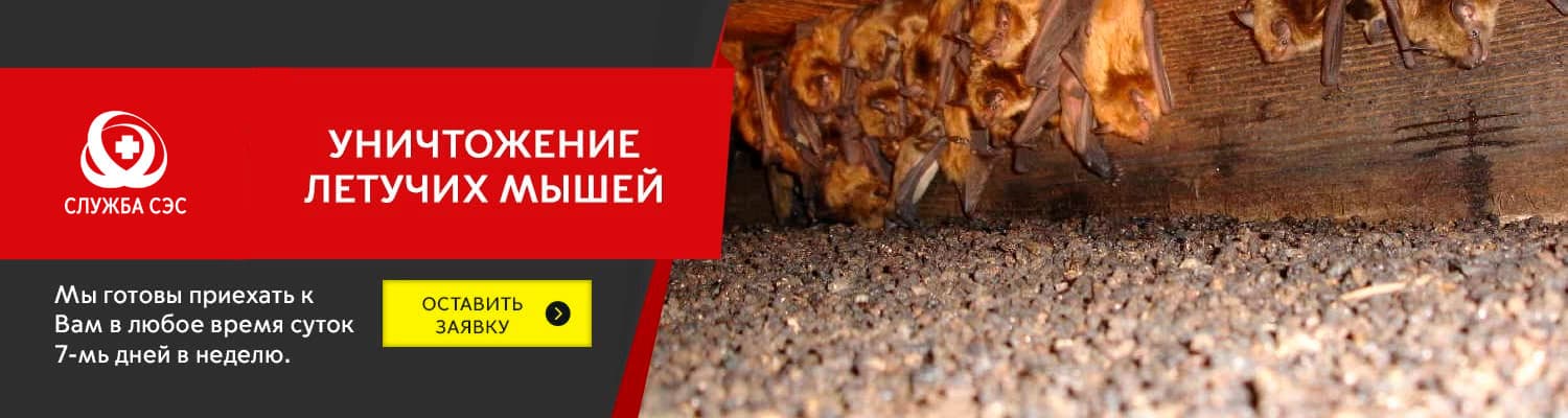 Уничтожение летучих мышей в Михнево